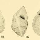 Image of Rotorbinella packardi Bandy 1949