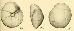 Image of Rotalia similis Bandy 1949