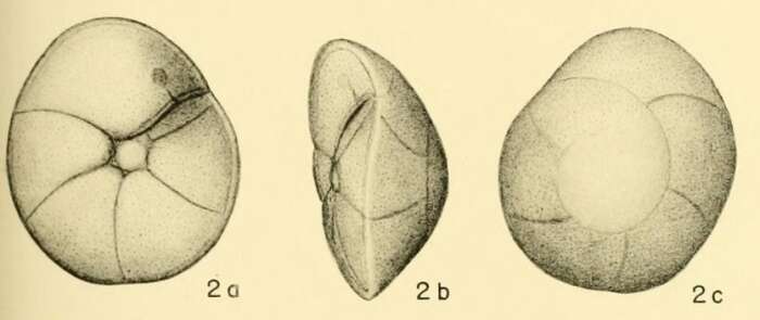 Image of Rotalia similis Bandy 1949