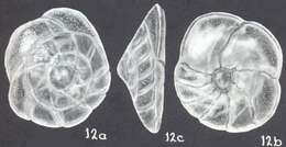 Image of Rotorbinella wenmanensis McCulloch 1977