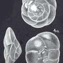 Image of Rotorbinella lepida McCulloch 1977