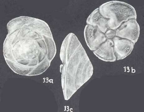 Image of Rotorbinella campanulata (Galloway & Wissler 1927)