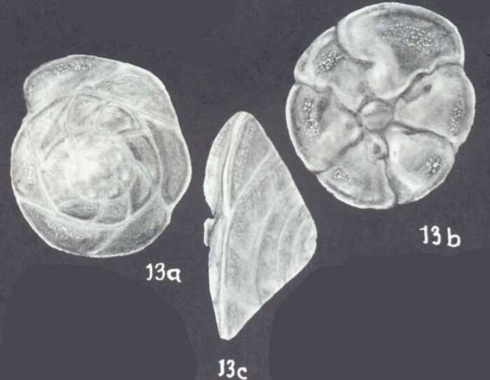 Слика од Rotorbinella campanulata (Galloway & Wissler 1927)