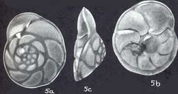 Image of Rotorbinella campanulata f. amabilis McCulloch 1977