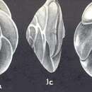 Слика од Rotorbinella campanulatiformis McCulloch 1977