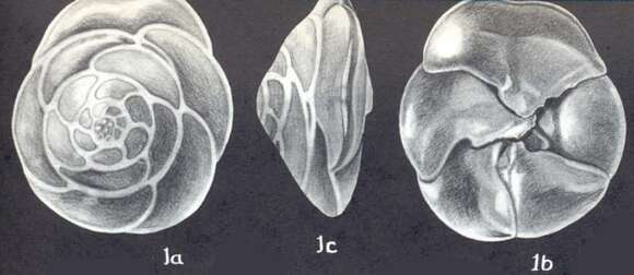 Plancia ëd Rotorbinella campanulatiformis McCulloch 1977