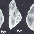 Слика од Rotorbinella bubnanensis McCulloch 1977