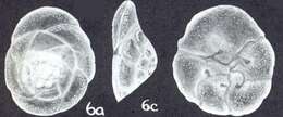 Image of Rotorbinella bubnanensis McCulloch 1977