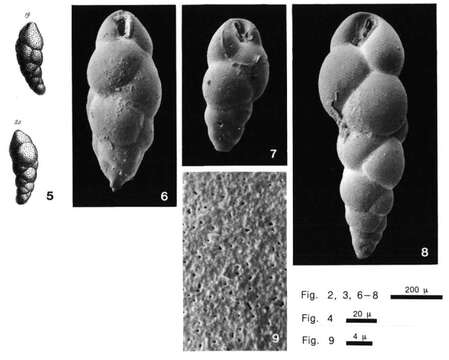 Image of Bulimina elongata d'Orbigny 1846