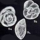 Слика од Rotorbinella heterotranslucens McCulloch 1981