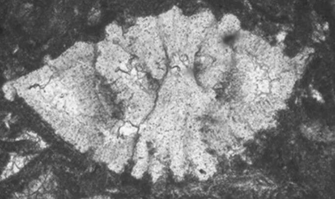 Image of Neorotalia cretacea Consorti, Frijia & Caus 2017