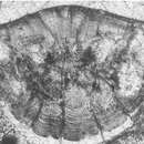 Image of Pilatorotalia Consorti, Frijia & Caus 2017