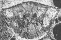 Image of Pilatorotalia Consorti, Frijia & Caus 2017