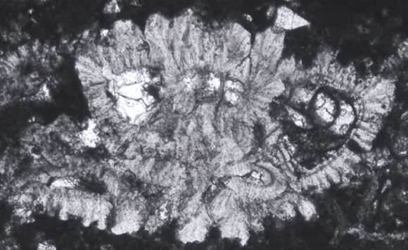 Image of Rotalispira maxima Consorti, Frijia & Caus 2017