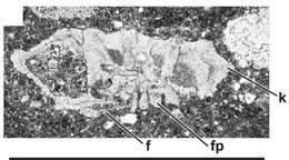 Image of Rotalispirella acuta Consorti, Villalonga & Caus 2017