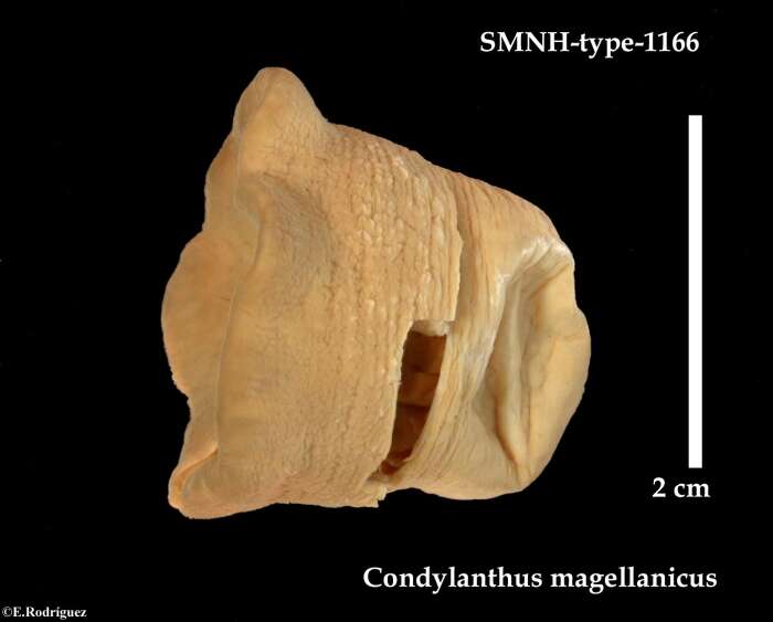 Plancia ëd Condylanthus magellanicus Carlgren 1899