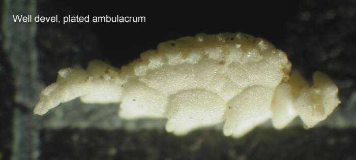 Image of Strotometra hepburniana (AH Clark 1907)