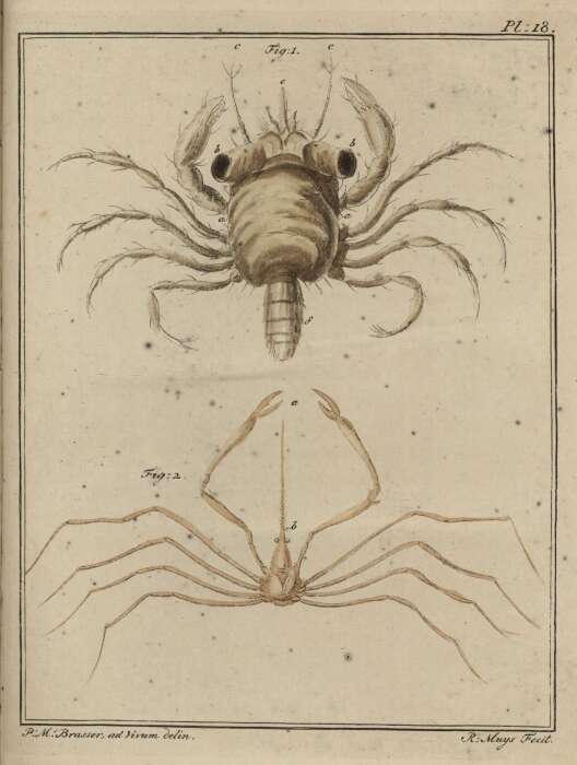 Imagem de Carcinidae MacLeay 1838