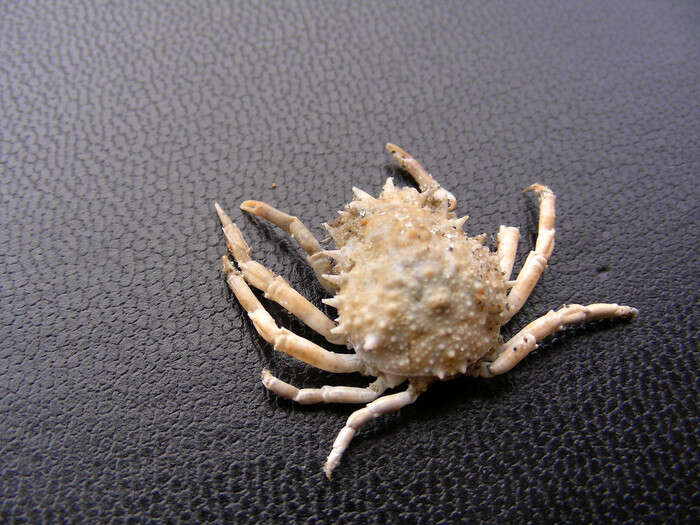 Image of Mediterranean spider crab