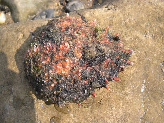 Image of Mediterranean spider crab