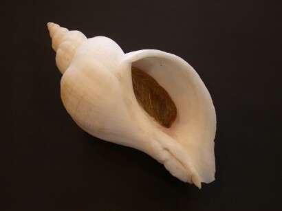 Image of ancient neptune snail