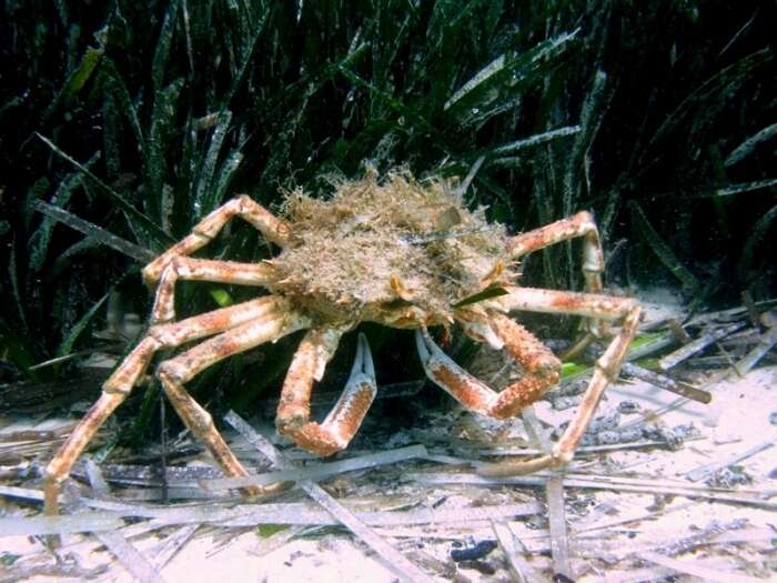 Image of Mediterranean spider crab