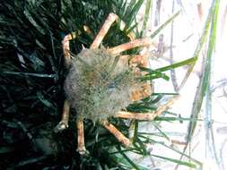 Image of Mediterranean spider crab