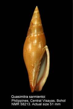 Sivun Calcimitra labecula (Herrmann & Dekkers 2009) kuva