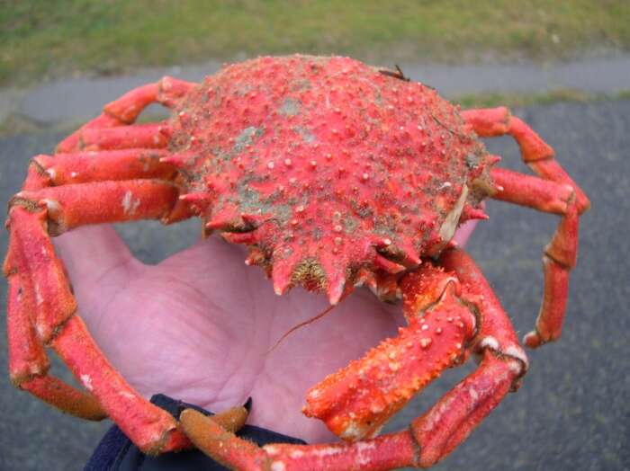 Image of Mediterranean spider crab