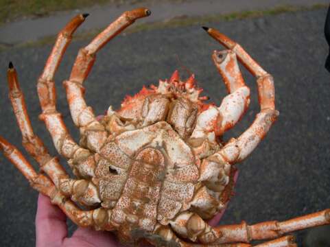 Image of Mediterranean spider crab