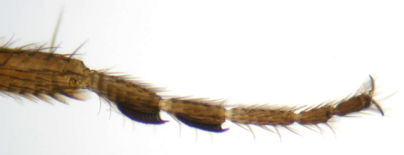 Image of Drosophila subobscura Collin 1936