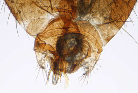 Image of Drosophila obscura Fallen 1823