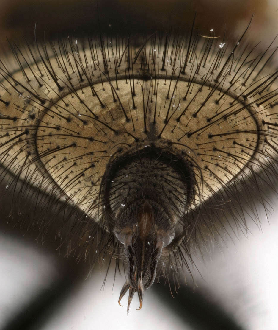 Image of Black-based cluster fly