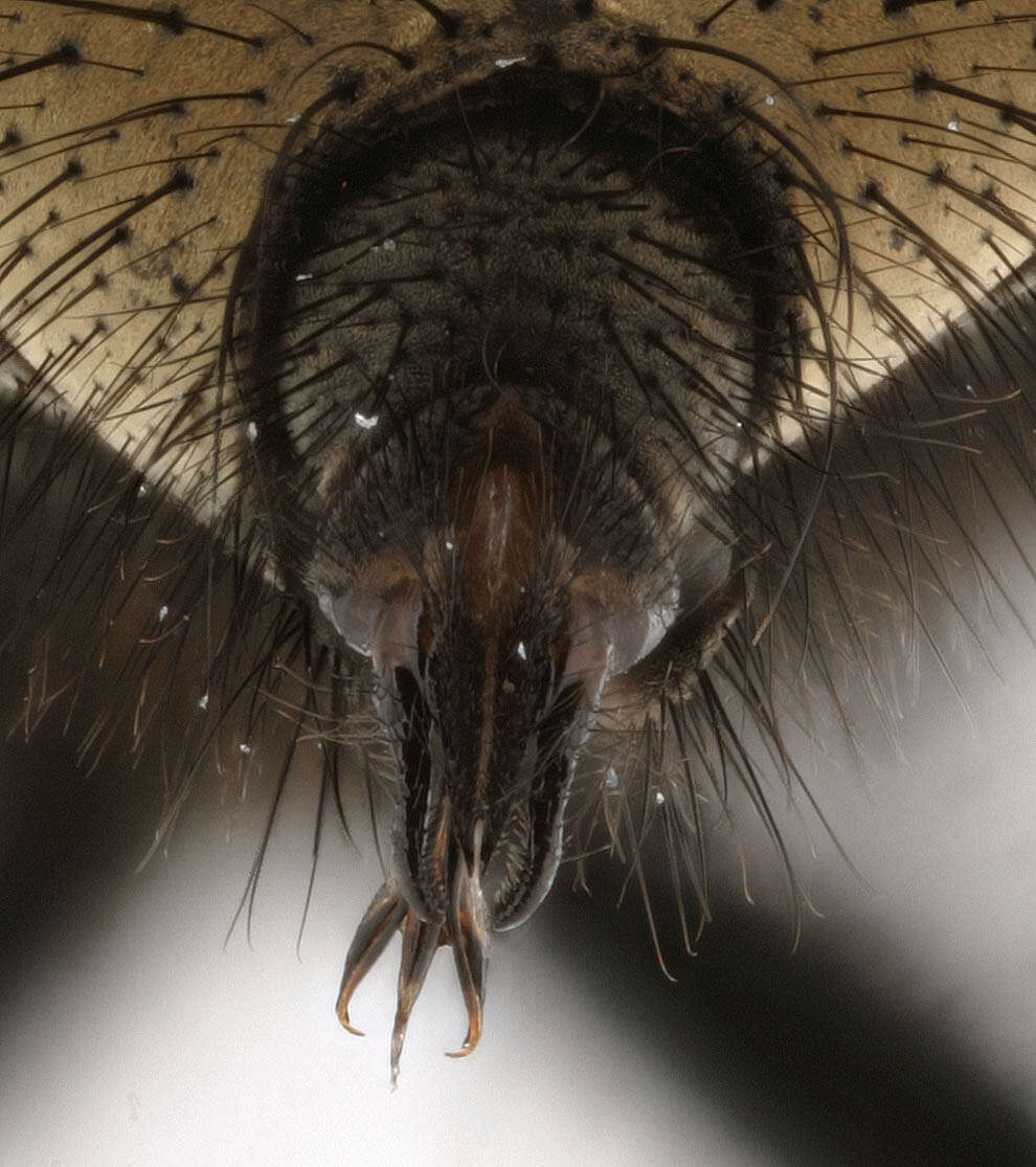 Image of Black-based cluster fly