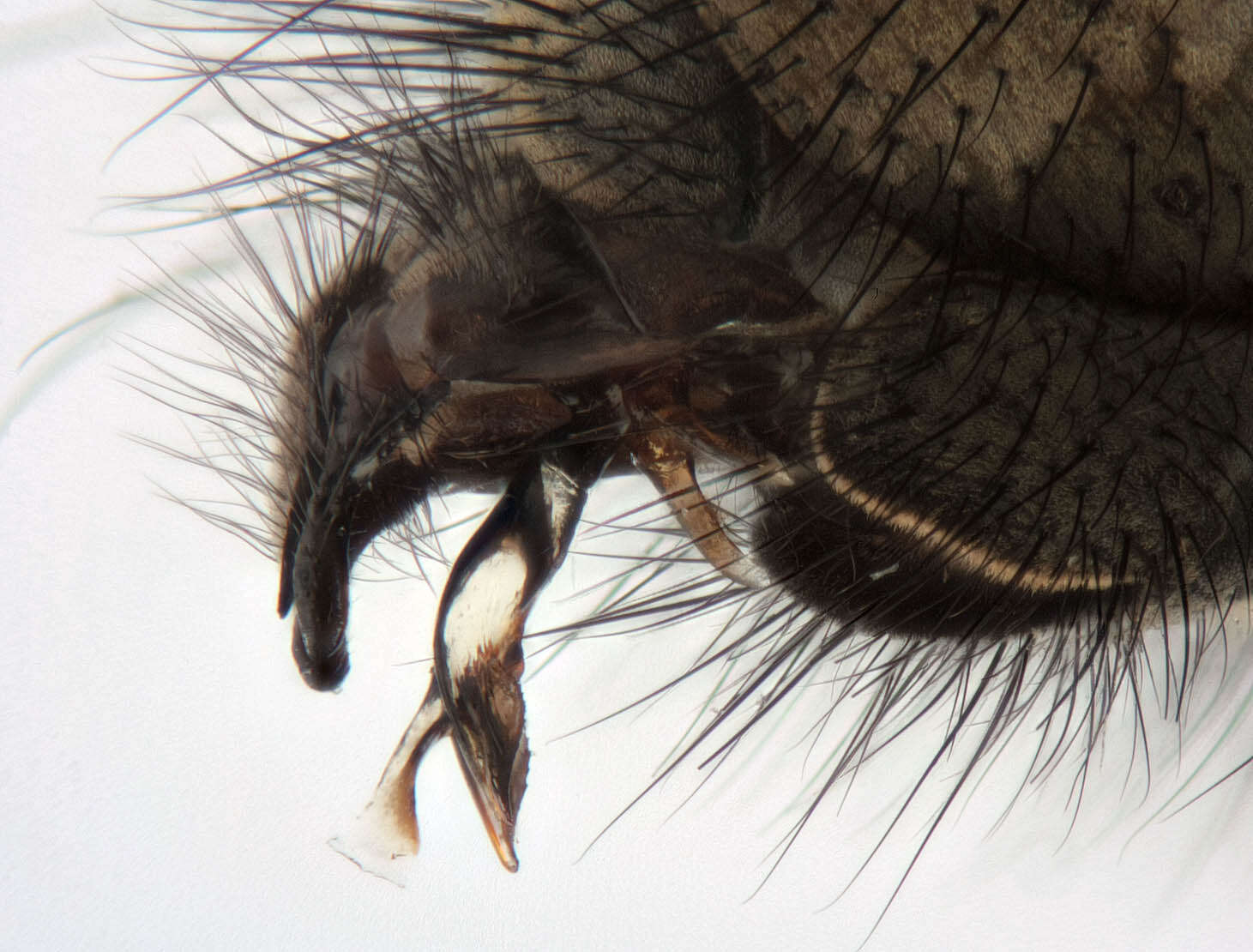 Image of Black-based cluster fly