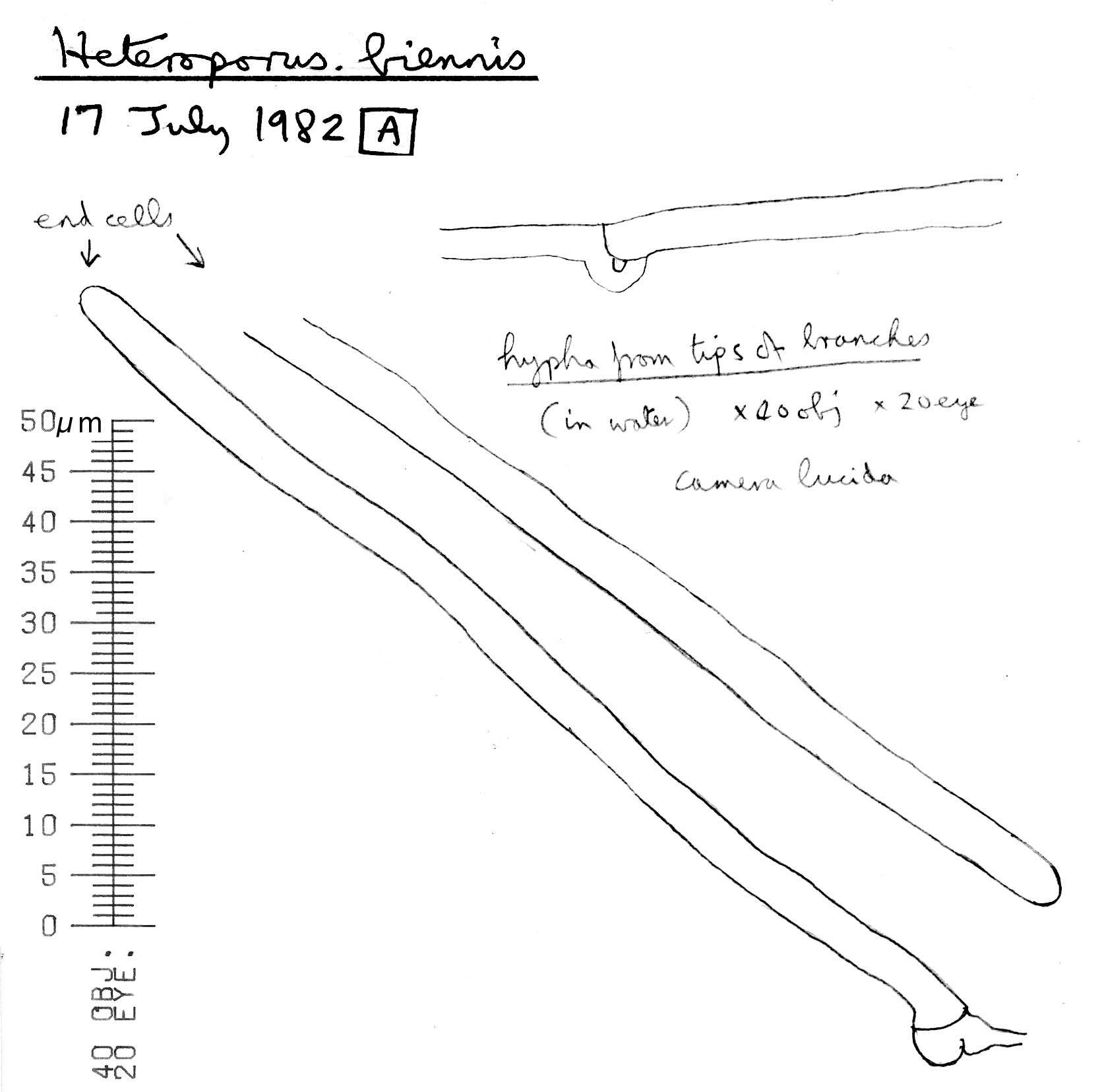 Image de Abortiporus