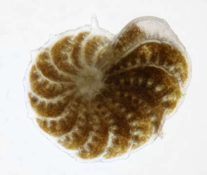 Image of Elphidium crispum (Linnaeus 1758)