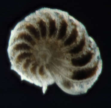 Image of Elphidium crispum (Linnaeus 1758)