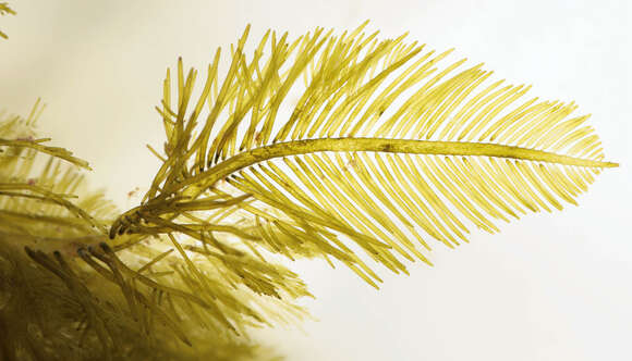 Image of Bryopsis plumosa