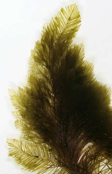 Image of Bryopsis plumosa