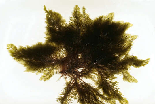 Image of Bryopsis plumosa