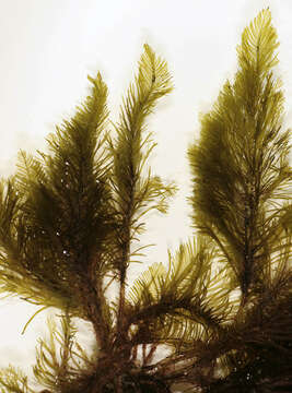 Image of Bryopsis plumosa