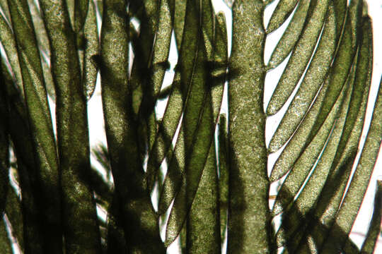 Image of Bryopsis plumosa