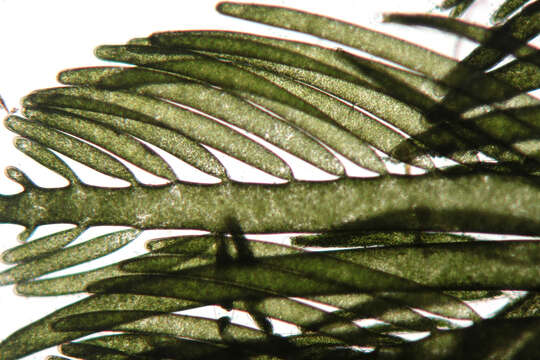 Image of Bryopsis plumosa