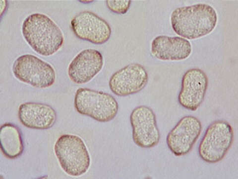 Image of Hygrocybe mucronella (Fr.) P. Karst. 1879