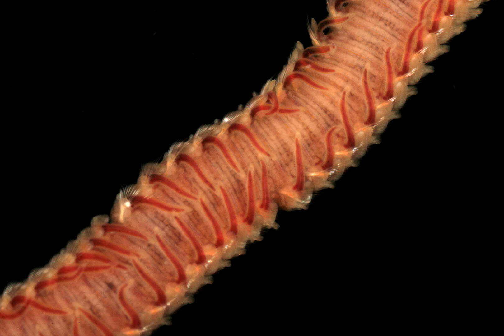 Image de Malacoceros fuliginosus (Claparède 1868)