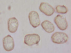 Image of Hygrocybe mucronella (Fr.) P. Karst. 1879