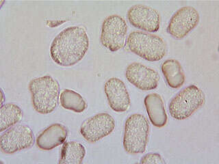 Image of Hygrocybe mucronella (Fr.) P. Karst. 1879