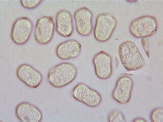 Image of Hygrocybe mucronella (Fr.) P. Karst. 1879