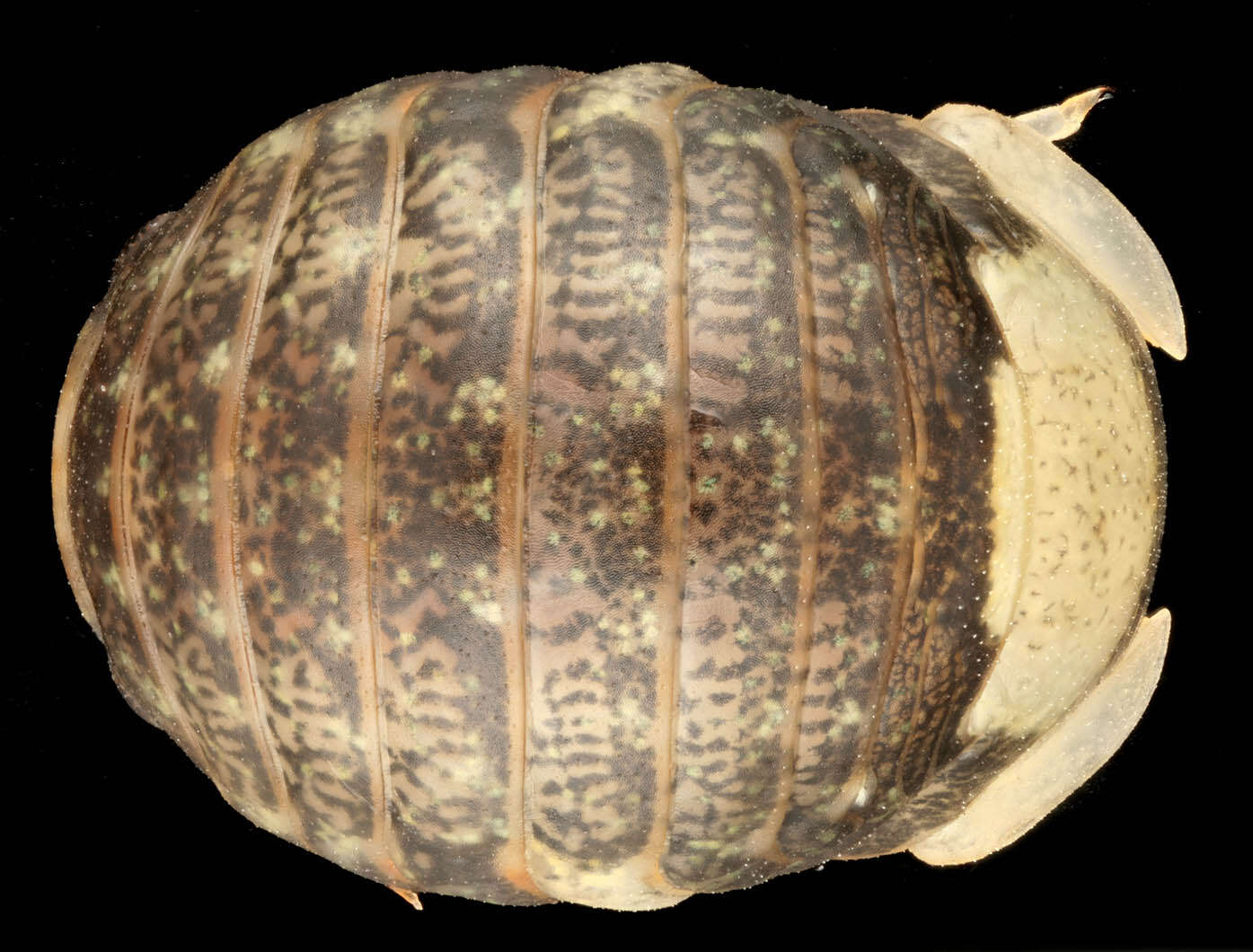 Image of Sphaeroma serratum (J. C. Fabricius 1787)